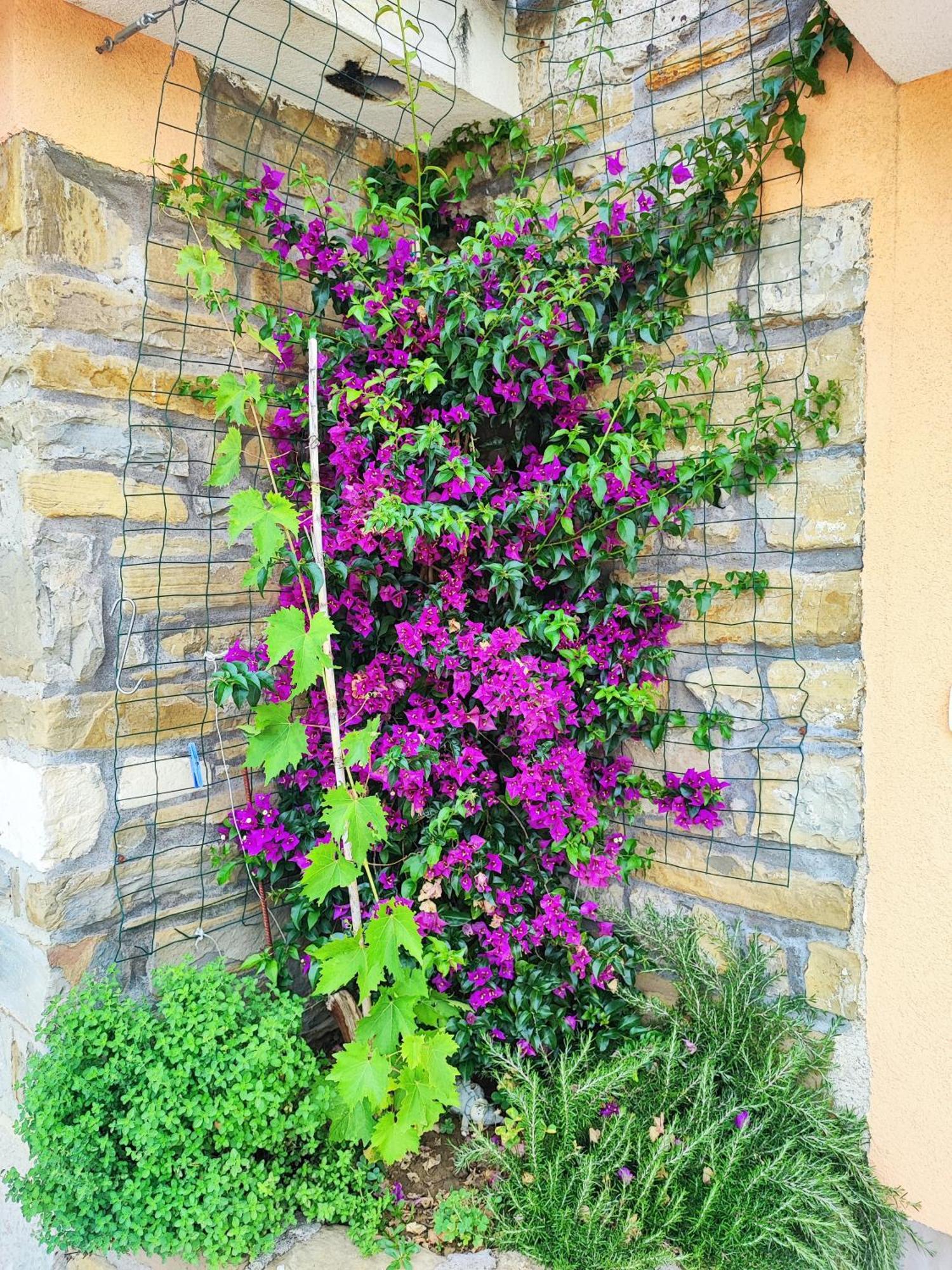 Apartment Wine & Olive Oil Mofardin Koper Exteriör bild